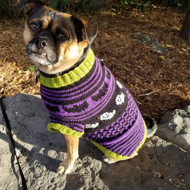 Halloween on sale dog sweaters